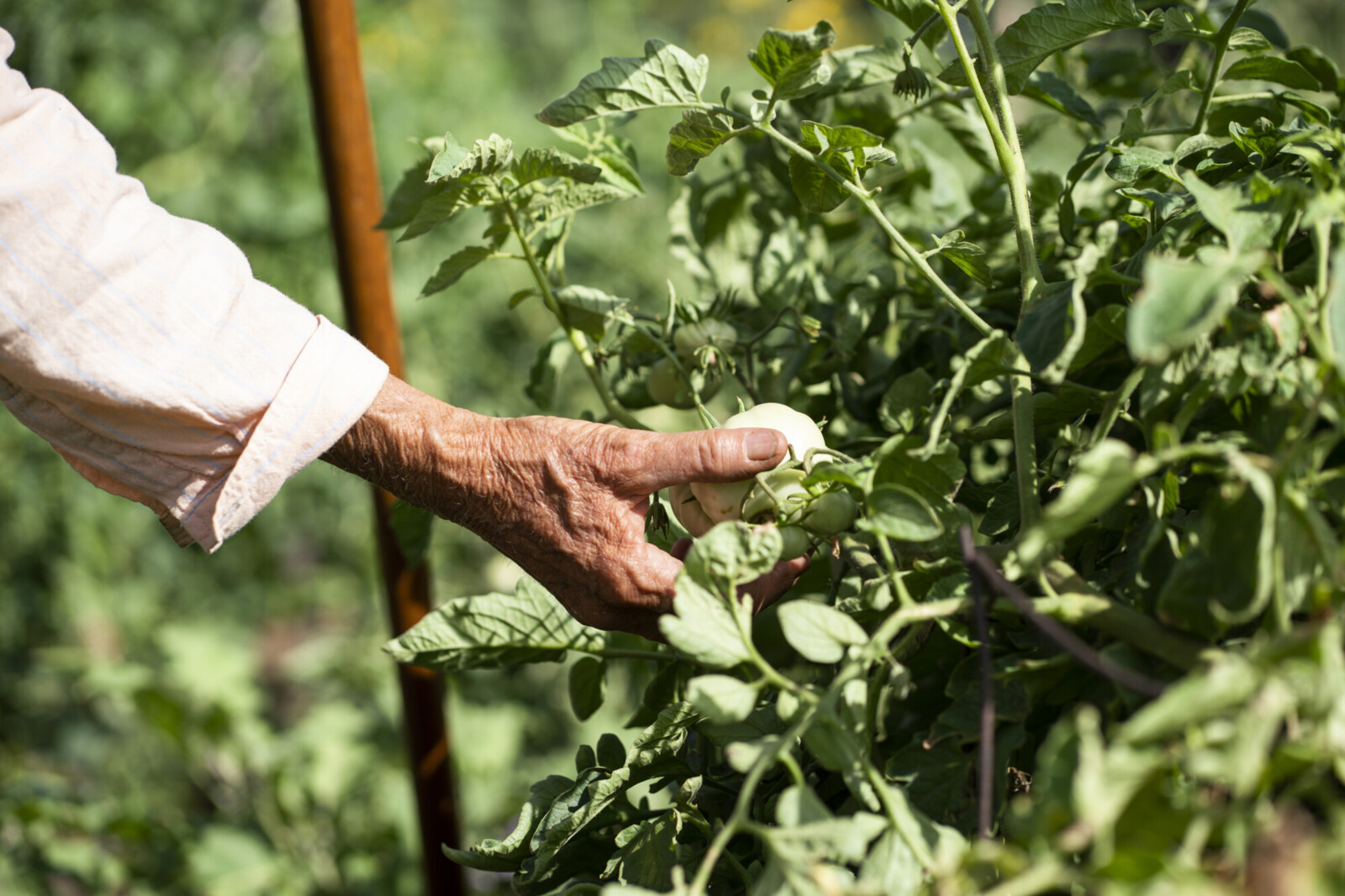 hand holds tomato in field