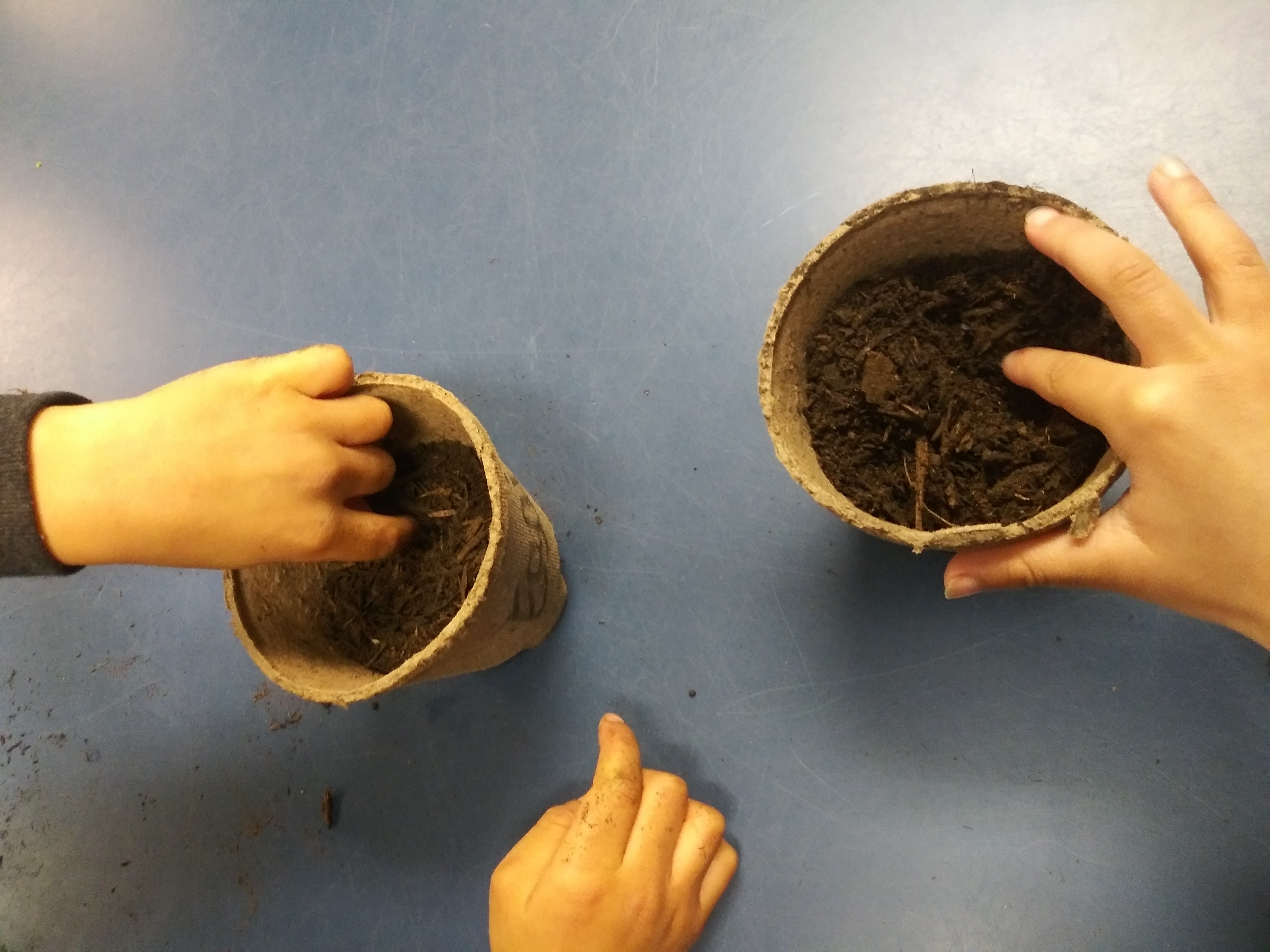 New Mexico kids plant peas