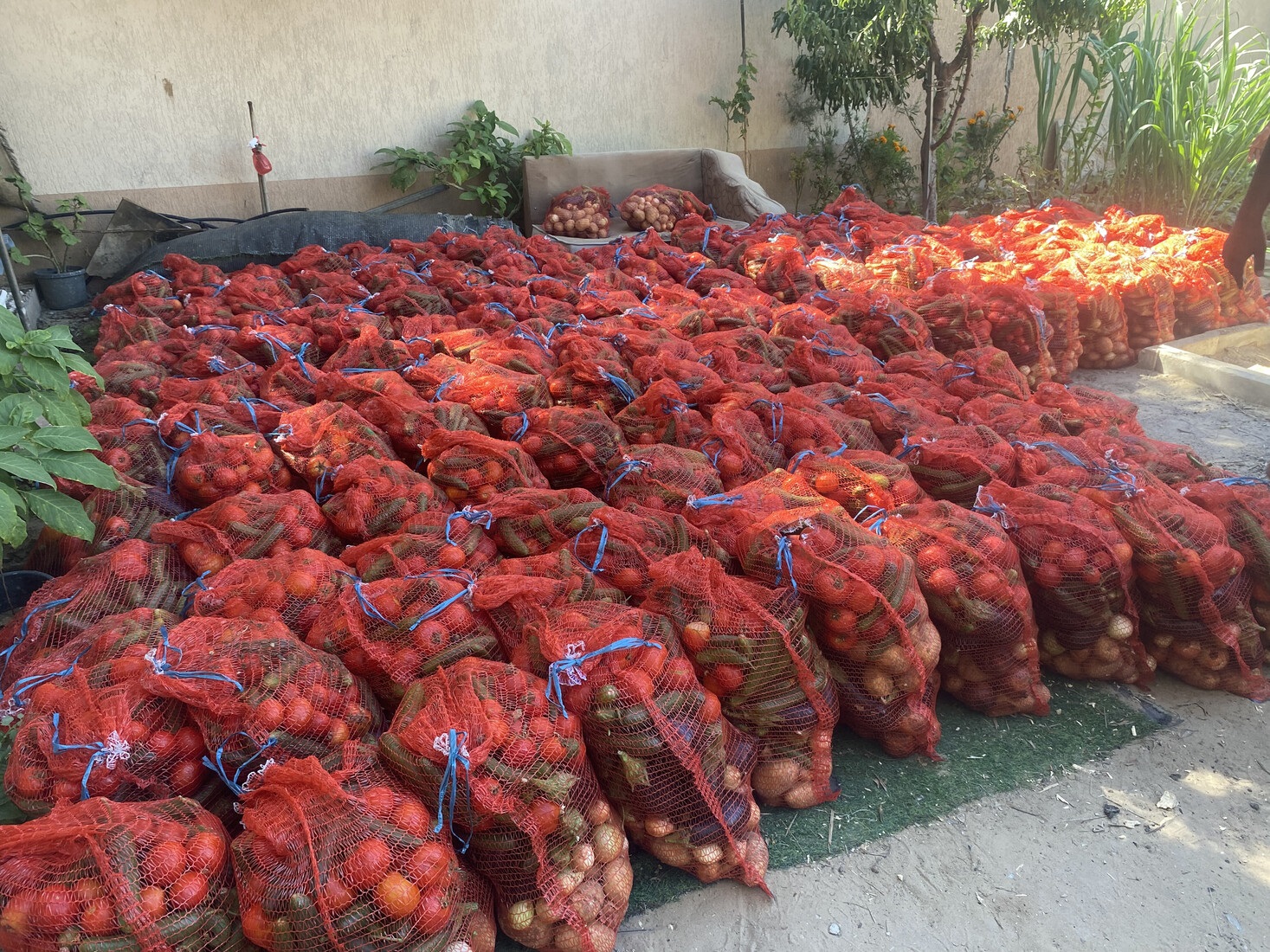 Rows of bagged vegetables 