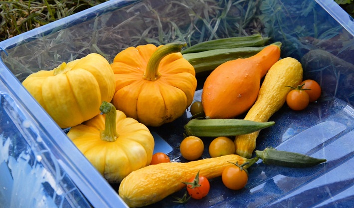 Vegetables from the Hollygrove garden